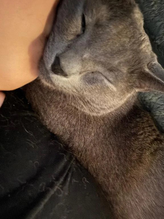 今日のねこ🐈‍⬛