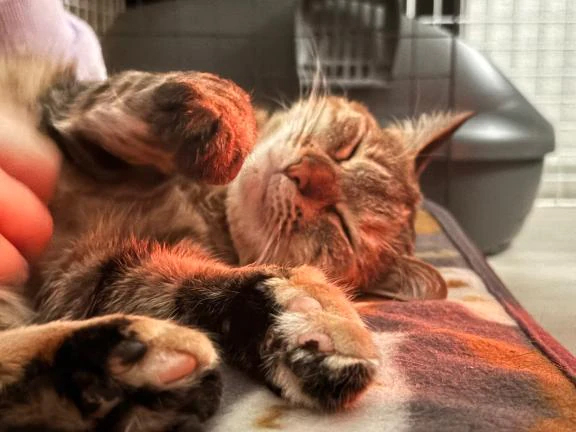 今日のねこ🐈‍⬛