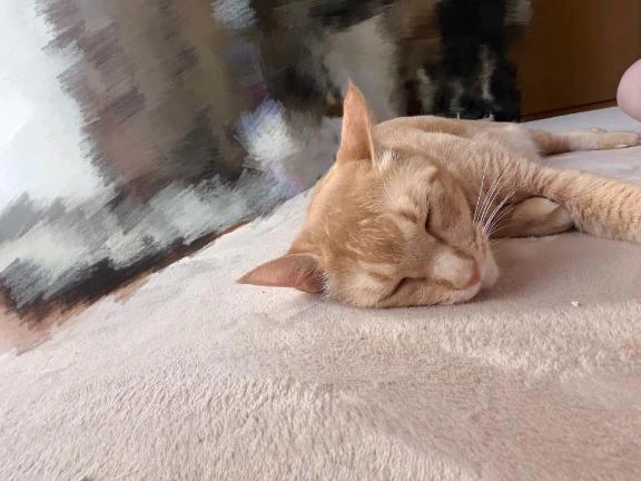 出勤しました🐱